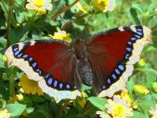 Schmetterling 2.jpg